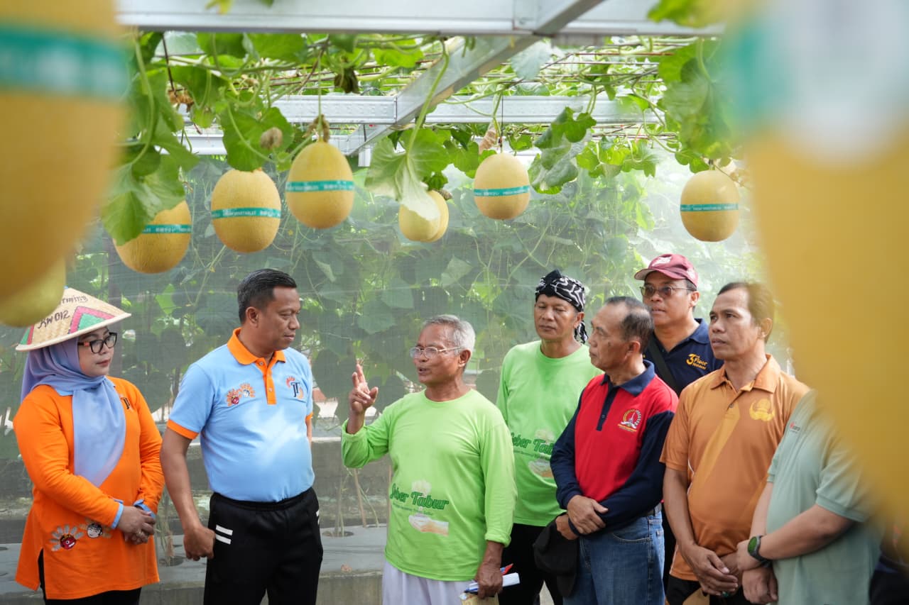 Cara Tanam Melon Ithanon hidroponik sistem Machida