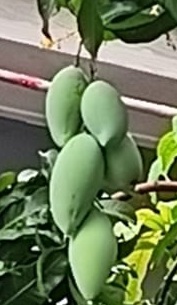 Mangga
